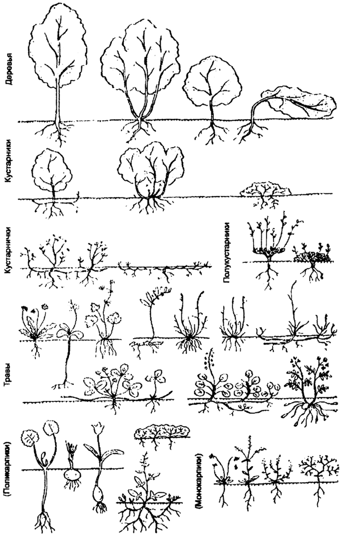 Жизненные формы растений схема