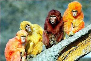 Abens år: karakteristika for en mand Hvilken slags abe var der i 1968-farven